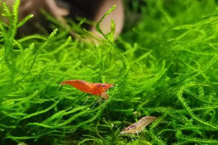 樱花虾蜕的壳要不要捞出来