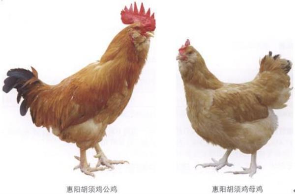 鸡的耳朵像什么