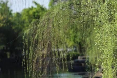 池塘边的柳树上是什么歌