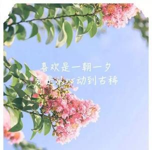 野花香感情语录