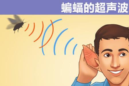 蝙蝠装死要多久