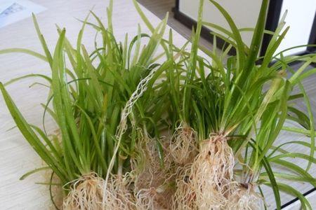 小水兰完全埋在泥里能长出来吗