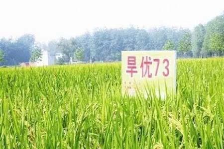 丰旱优6号水稻