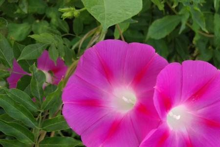 牵牛花第几天结果。