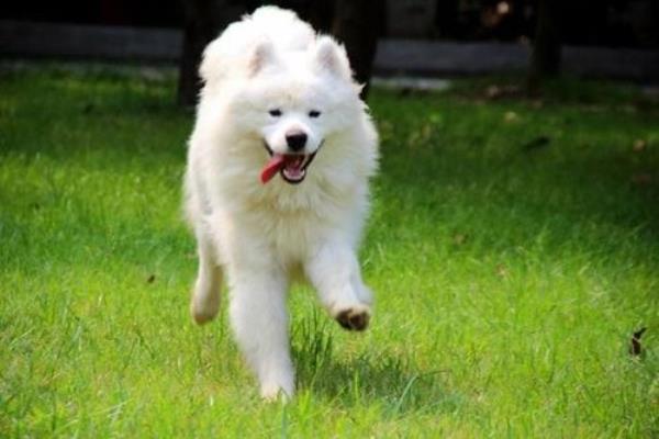 大型犬销量排行