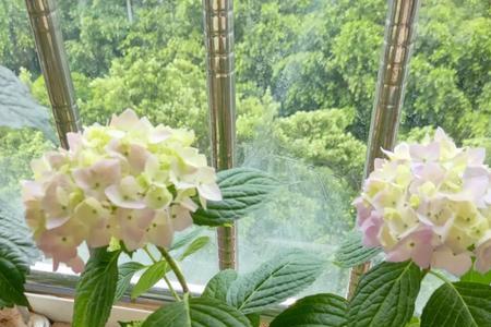 修剪后的绣球花叶子发软怎么办