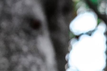 煤油能杀死松树吗
