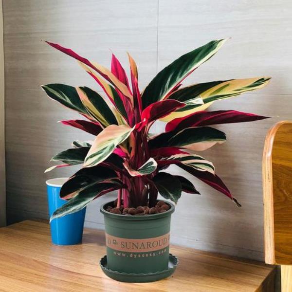 孔雀竹语花怎养好呢