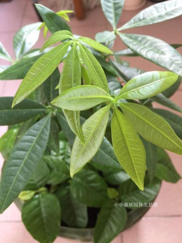 发财树可以用水苔养吗