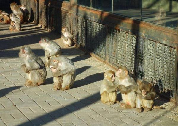 猴子体温是否恒定
