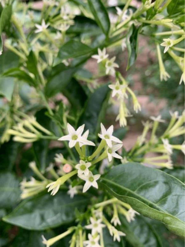 绿香开的花很香，是否有毒