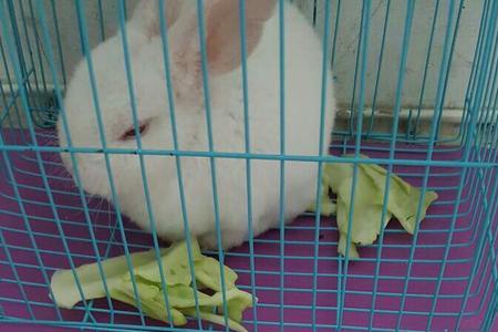 小兔子轻咬我是什么意思