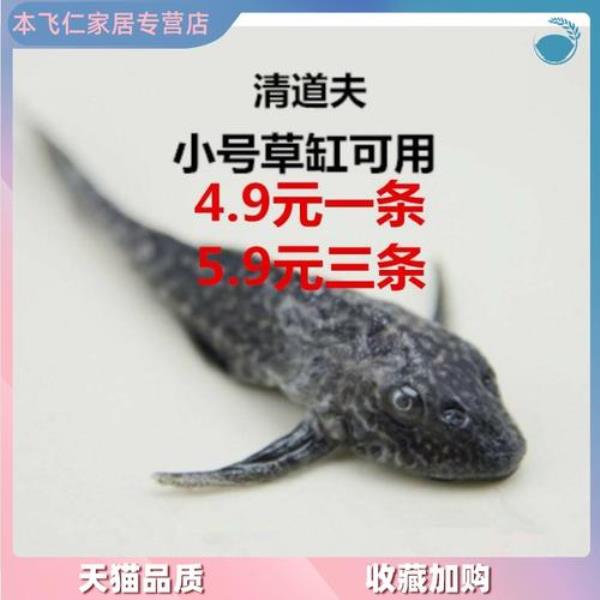 什么工具鱼清藻最好且不攻击鱼
