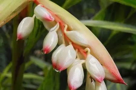 小家碧玉，豆蔻年华是什么意思