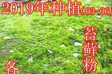 苔藓孢子粉扔水里能活吗
