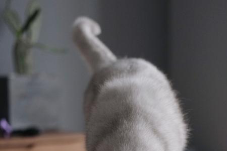 两个月小猫饿了有什么表现