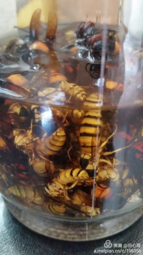 马蜂泡酒的比例和方法