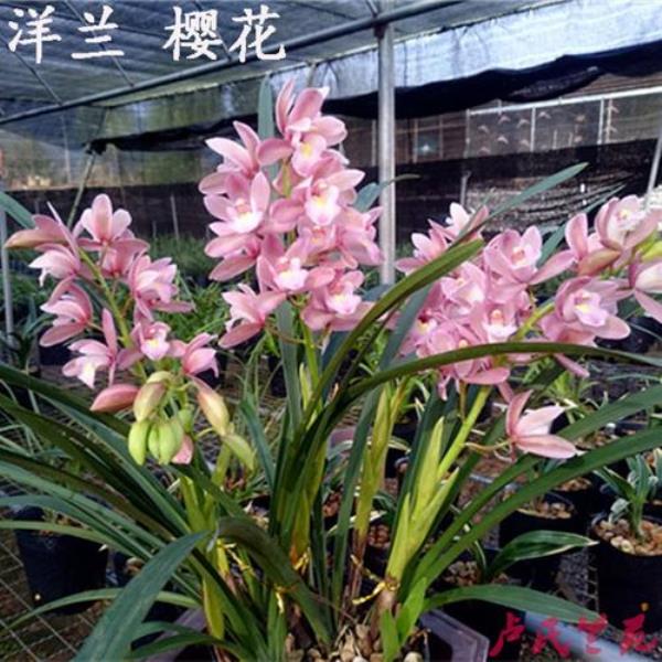 刚买回来樱花兰花养殖方法