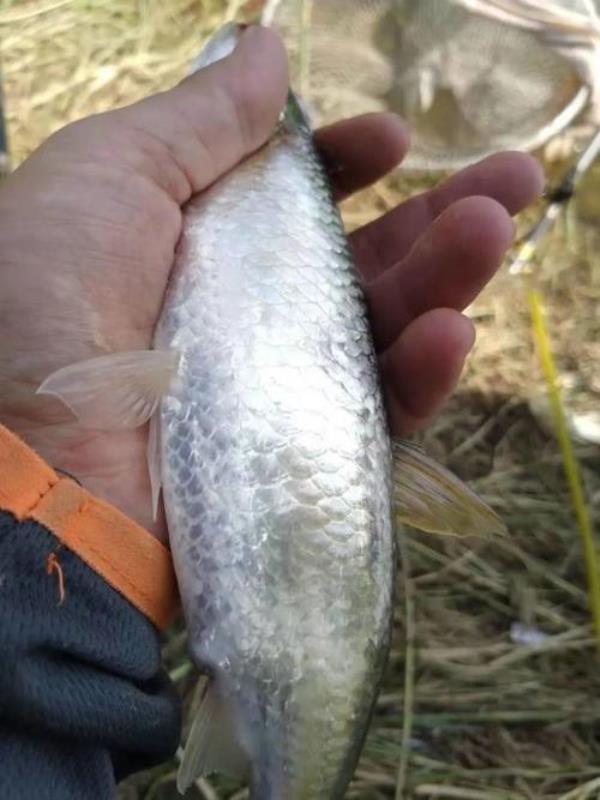 冬天钓白条深水好还是浅水好