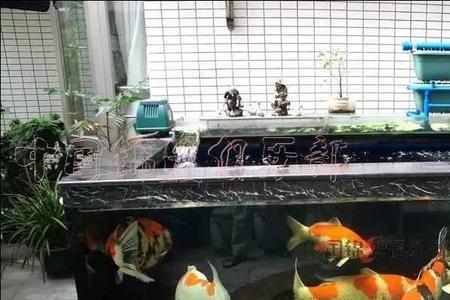 一米的鱼缸可以养40公分的锦鲤吗