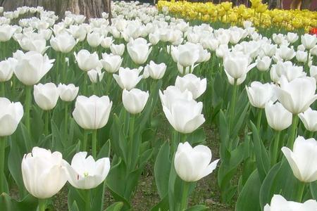白色郁金香花语具体是什么