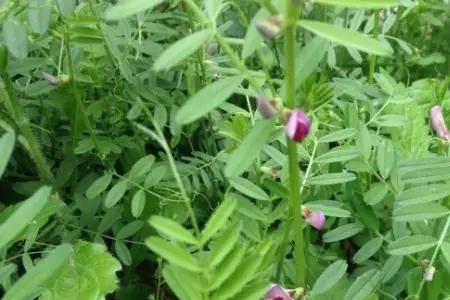 野豌豆的豆荚里豌豆能吃吗