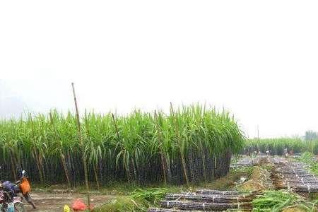 储藏甘蔗烧窖和冻害区别