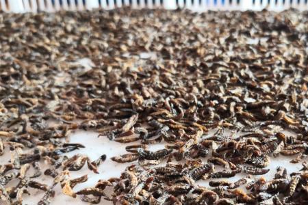 黑水虻幼虫怎么浮在水面