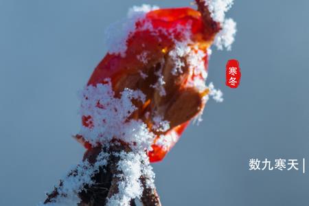 2022年1月17日那天是四九，是什么意思