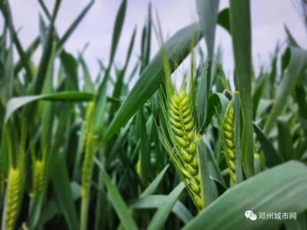 2021山东小麦成熟时间