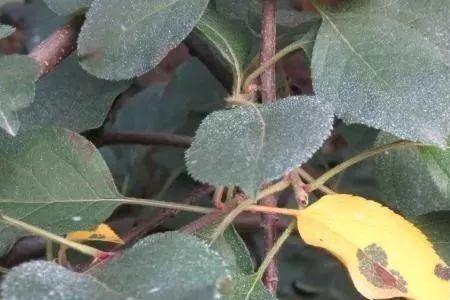 缩节胺在苹果树上使用方法