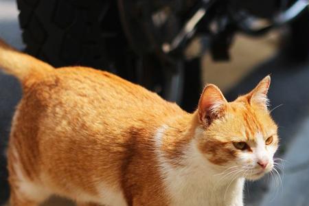 橘猫的寓意和象征