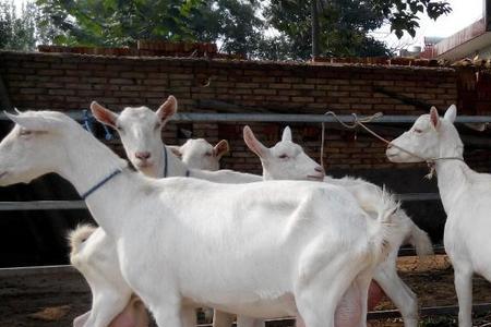 奶山羊养殖有前途吗