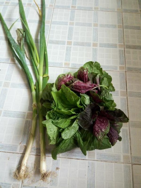 紫苋菜留种后怎样才算成熟
