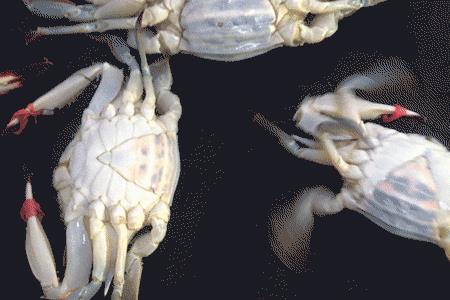 为什么飞蟹比河蟹便宜