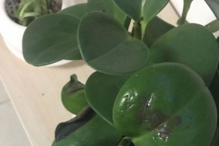 洗豆水浇什么花好