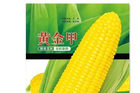 糯玉米是金属漆吗