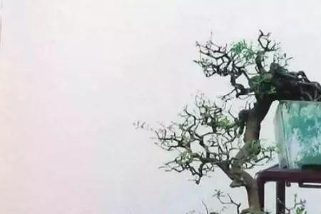 雀梅主根能切吗
