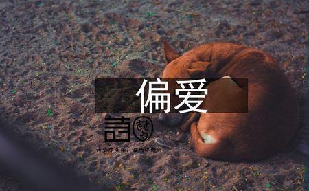 偏爱歌词表达什么意思