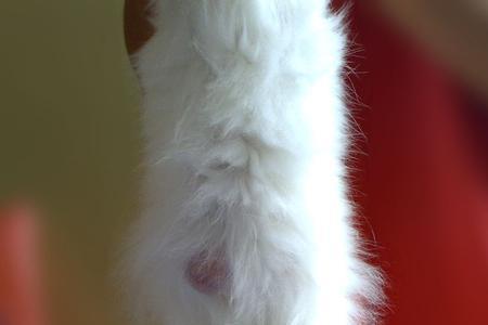 刚怀孕猫咪为什么踩我肚子