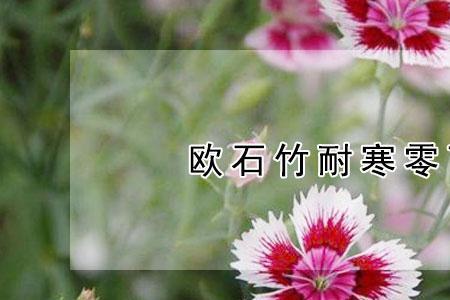 伞形竹能耐最底温多少