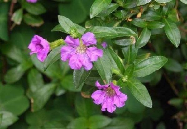 萼距花播种时间