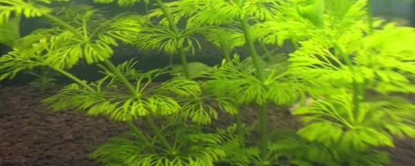 小叶簕竹高杆宝塔和虫塔区别
