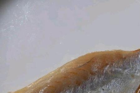 咸鱼干用水泡可以喂乌龟吗