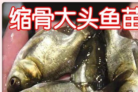鱼仙骨是什么