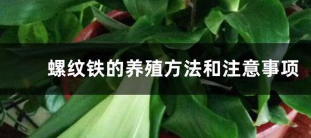 螺丝铁是什么植物