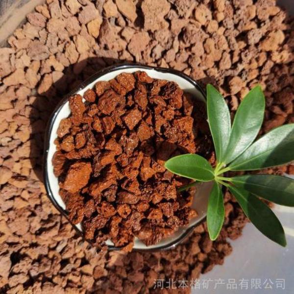 片多肉铺在火山石会活吗