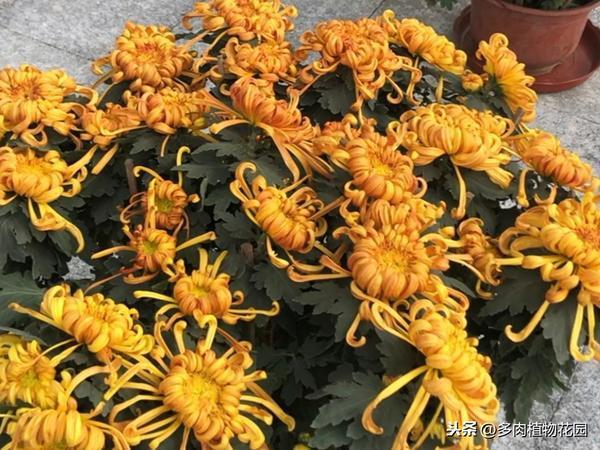 菊花最怕浇什么水