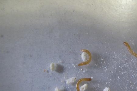 黄粉虫产卵几天取一次卵纸