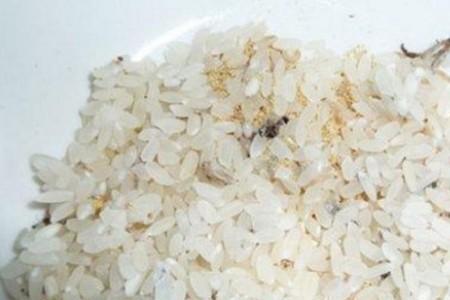 家里大米袋子里有虫子，怎么办啊